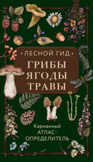 бесплатно читать книгу Лесной гид: грибы, ягоды, травы. Карманный атлас-определитель автора Людмила Семенова