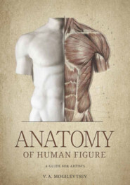 бесплатно читать книгу Anatomy of Human Figure. A Guide For Artists автора Владимир Могилевцев