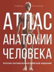 бесплатно читать книгу Атлас анатомии человека. Русско-латинско-английское издание автора Любовь Палычева