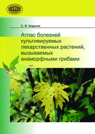 бесплатно читать книгу Атлас болезней культивируемых лекарственных растений, вызываемых анаморфными грибами автора Сергей Кориняк