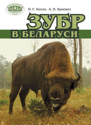 бесплатно читать книгу Зубр в Беларуси автора П. Козло