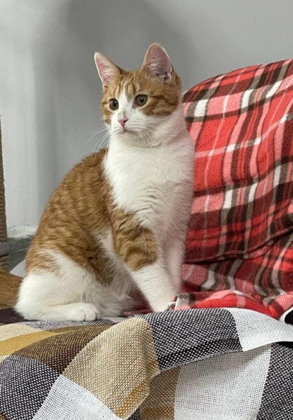 Кот Эйдан: Бело-рыжий добряк из приюта