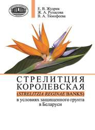 бесплатно читать книгу Стрелитция королевская (Strelitzia reginae Banks) в условиях защищенного грунта в Беларуси автора Вероника Тимофеева