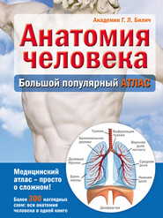 бесплатно читать книгу Анатомия человека. Большой популярный атлас автора Габриэль Билич